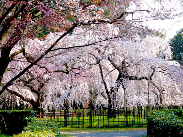 【上京】天皇も愛でた一面の糸桜、格式高き4ヶ寺をめぐる～姫君が暮らした宝鏡寺「春の人形展」から、京都御苑・近衛邸跡まで～