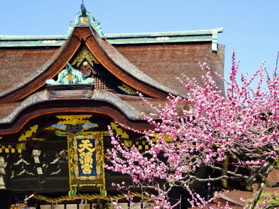 【北野天満宮】春を告げる、天神さんの梅開き！天満宮の総本社じっくり拝観～天神さんの七不思議！？星欠けの三光門、御土居から平野神社の寒桜まで～