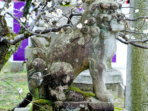【狛犬】京都一の狛犬ワンダーランド☆狛犬研究者と、梅香る北野天満宮へ～尻尾を見れば生まれがわかる！お殿様の狛犬から、京都最大の狛犬まで～