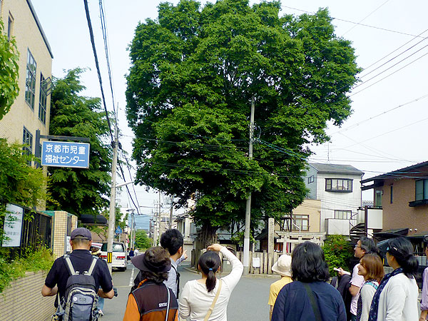 【二条の森】庭師とまちなか植物ウォッチング！神泉苑から西陣へ～龍が棲む巨大苑池、鵺の池、路地裏ガーデン、森復活を企む巨樹たち～