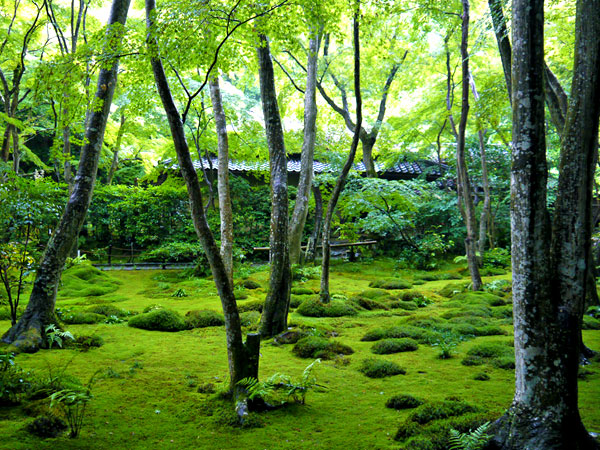 【奥嵯峨】森の案内人と春色ハイキング！苔に覆われた神秘の世界～祇王寺から化野念仏寺、無数の石仏に出会い深い森を越え、桜の絶景をいく～