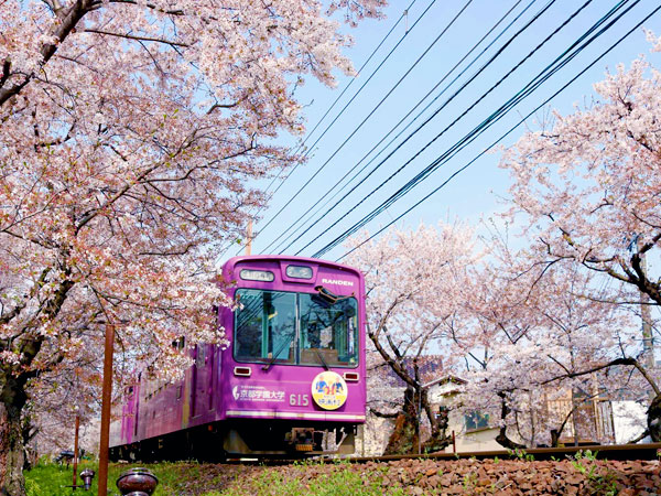 【嵐電】春の嵐電、ぶらり途中下車の旅～レトロな駅舎、桜のトンネル、京都唯一の路面電車に乗って～