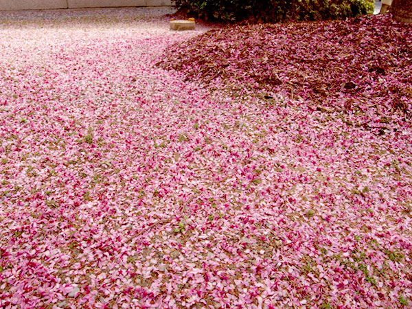 【桜ミステリー・上京編】桜を知り尽くした吉村と、その日一番の桜景色へ！～見ごろ・天気・人出から、ベスト桜をご案内～