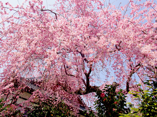 【桜ミステリーツアー】桜を知り尽くした吉村と、その日一番の桜景色へ！～見ごろ・天気・人出から、ベスト桜をご案内～