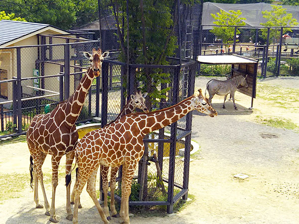 【動物園】獣医・坂本さんと、大人の動物園ツアー☆バックヤード見学付き～アジアゾウ、シロテテナガザル、オオバタン…古代遺跡と共存する動物園へ～
