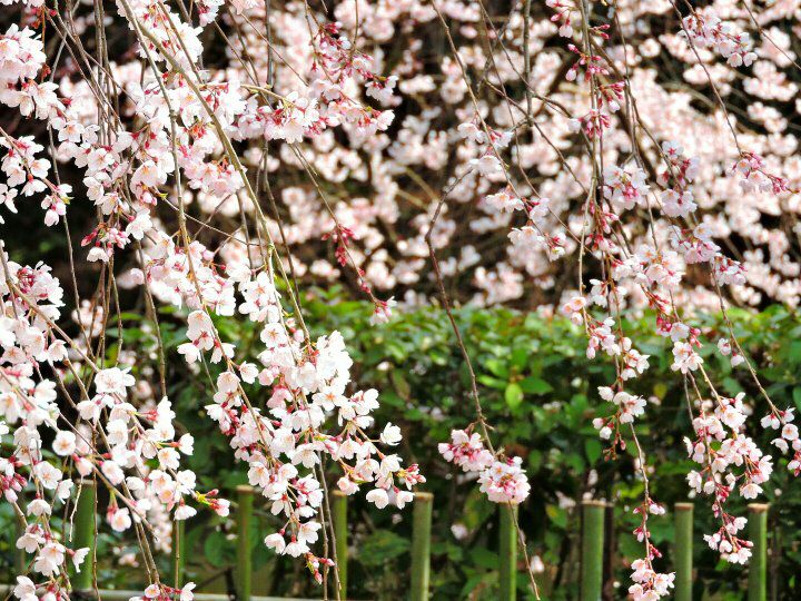 【御所】庭師とめぐる王朝庭園、桜に華やぐ京都御苑さんぽ～天皇の御内庭、近衛家の糸桜、紅白の桃林…公家町にできた巨樹の森へ～