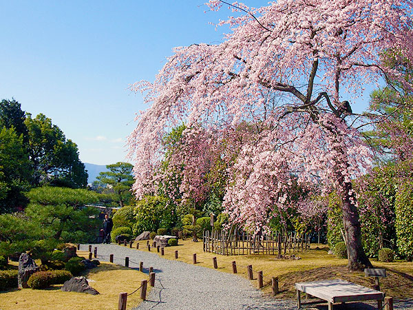 【東山】東山がいちばん華やぐ時、ゆるり美桜さんぽ～桜に染まる円山公園、知恩院友禅苑、誰にも教えたくない穴場の桜～