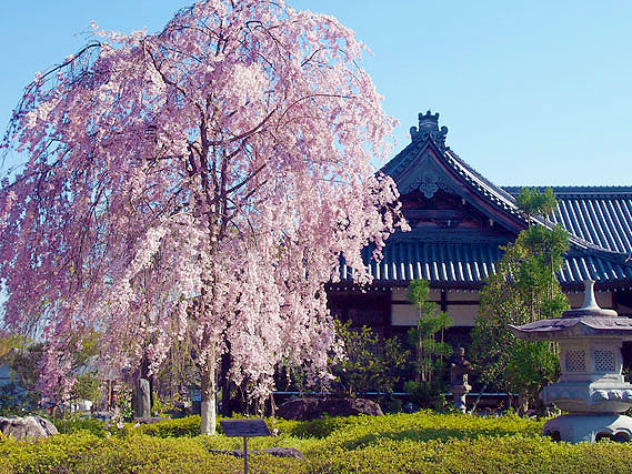 【岩倉】京都最大級の山桜に会いにいこう！洛北・穴場の桜めぐり～比叡を仰ぐ「雪の庭」、安珍清姫・情念の鐘、妙満寺から幡枝八幡宮まで～