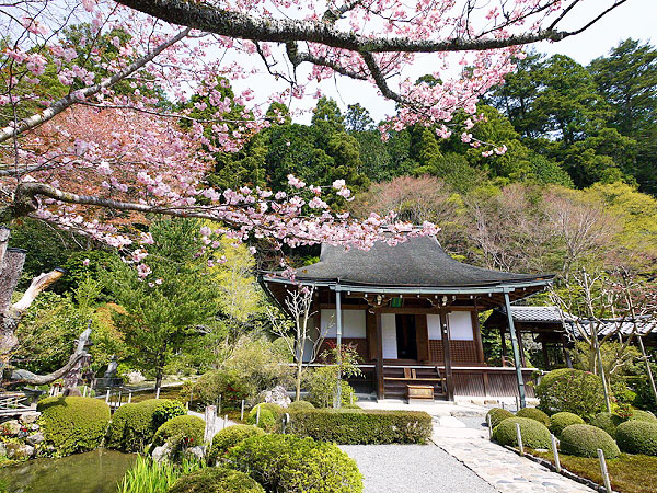 【大原】汀の桜散りしきて、大原の奥にたたずむ寂光院・諸行無常の物語～平家物語の最後を飾る、悲劇の建礼門院が過ごした静寂の花園～