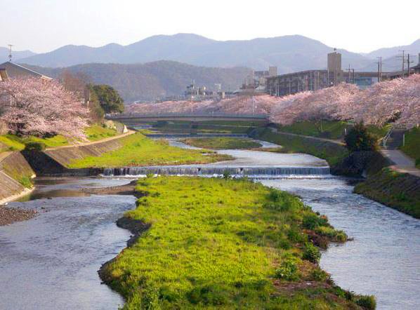 【鴨川デルタ】春が来た！桜咲くモダン京都の“鴨川デルタ”物語～大きく姿を変えた鴨川、お屋敷街の誕生、高野川の名橋めぐり～