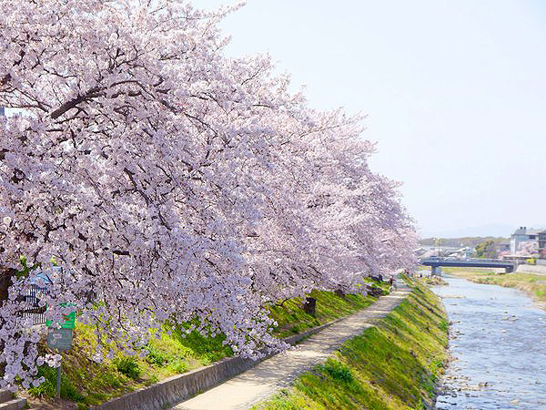 【鴨川デルタ】春が来た！桜咲くモダン京都の“鴨川デルタ”物語～大きく姿を変えた鴨川、お屋敷街の誕生、高野川の名橋めぐり～