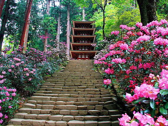 【長谷寺・室生寺】森の案内人といく美しき山寺、京都が憧れた奈良の古刹～清らかな川と神棲まう森、石楠花が包む伽藍、天空に繁る御寺へ～