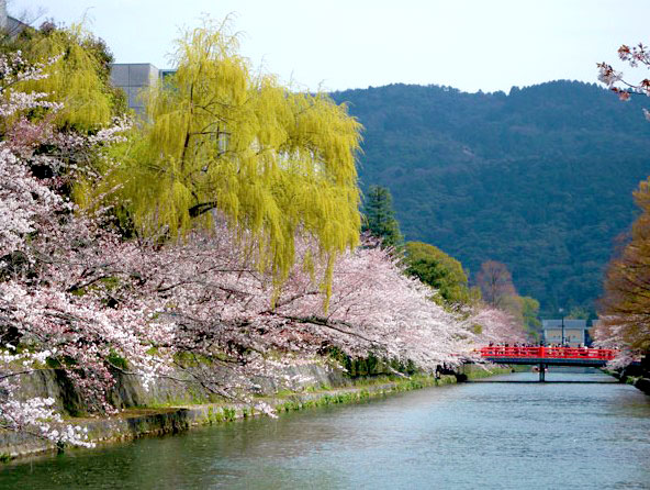 【岡崎】桜に包まれる南禅寺界隈、岡崎女子とLet’s桜たび～圧巻の枝垂れ桜が続く別荘街、疏水・桜の回廊、秘密のマイベスト桜～
