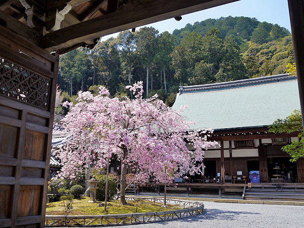 【奥嵯峨】美仏たたずむ桜の古寺巡礼、嵯峨釈迦堂の特別開扉から二尊院へ～双子本尊に光源氏のモデル！？「生身のお釈迦さま」世界最古の内蔵模型まで～