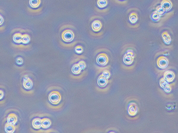 【日本酒】京都独自酵母、生みの親といく！京都市産業技術研究所ツアー～お酒の味は「酵母」で決まる！酵母ごとの日本酒呑み比べ付き～