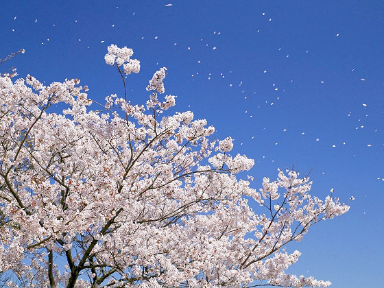 【桜ミステリー・祇園編】桜を知り尽くした吉村と、その日一番の桜景色へ！～見ごろ・天気・人出から、ベスト桜をご案内～