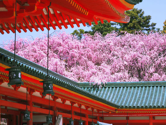 【見逃し配信】桜花爛漫の平安神宮へ！史上初、宮司と禁域エリア徹底潜入オンラインツアー～大鳥居に潜入！？応天門に登って、時代祭収蔵庫へ、秘蔵の紅しだれ桜まで～