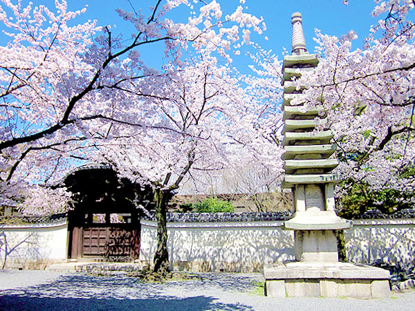 【寺之内】西陣の旦那はんといく、とっておき桜の古刹めぐり～艶やかな桜が華やぐ4ヶ寺から、近衛邸・桜御所跡まで～