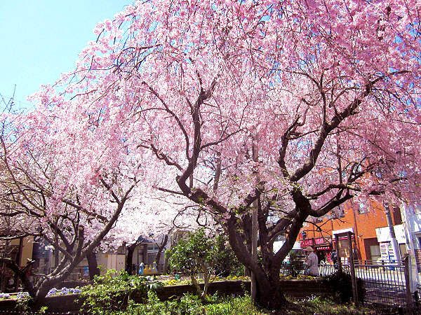 【寺之内】西陣の旦那はんといく、とっておき桜の古刹めぐり～艶やかな桜が華やぐ4ヶ寺から、近衛邸・桜御所跡まで～