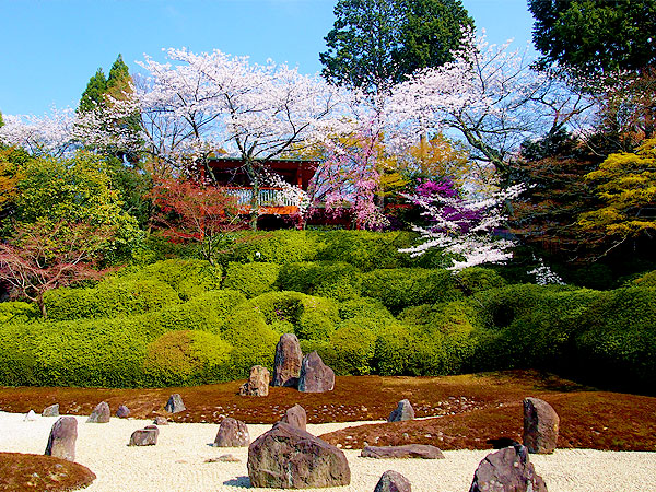 【東福寺】吉村とっておきの隠れ桜、虹の苔寺・重森三玲の芸術庭園へ～壮観を極めた大伽藍、桜のトンネルが続く秘密のさんぽ道～