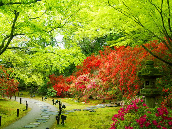 【東山】初夏の花景色、若葉きらめく東山の名刹をたずねて～ツツジに染まる青蓮院、アヤメの得浄明院、暗闇の戒壇めぐりまで～