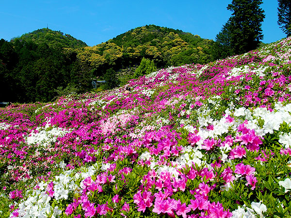 【三室戸寺】見渡す限りつつじ色、圧巻の花景色が広がるツツジ寺へ～王朝貴族たちが愛した別荘地、三室戸寺から宇治上神社まで～