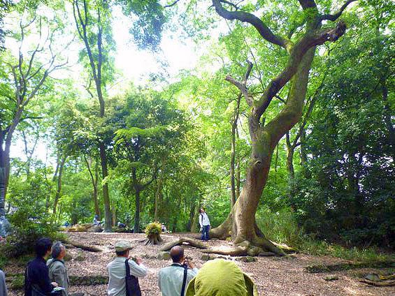 【下鴨神社】森の案内人と訪ねる奇跡の原生林、川が織り成す糺の森へ ～太古より続く水の聖地、世界でも類を見ない森と信仰の関わり～
