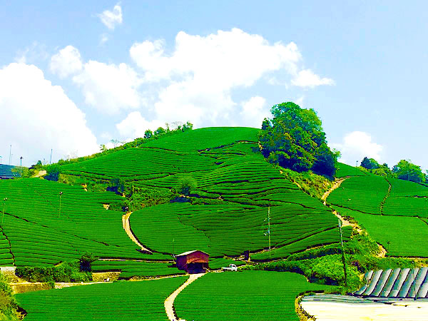 【和束】馬場町長といく「日本で最も美しい村」、新茶薫り立つ茶源郷をめぐる～見渡せば圧巻の茶畑！茶農家のまかない弁当、香り高き和束茶＆茶団子付き～