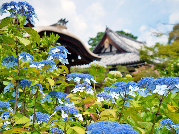 【法金剛院】次から次へと美仏さま！仏像ナビゲーターと、王朝寺院じっくり拝観～眉目秀麗六人衆、とにかく美しい十一面観音、平家物語・浄土の庭園まで～