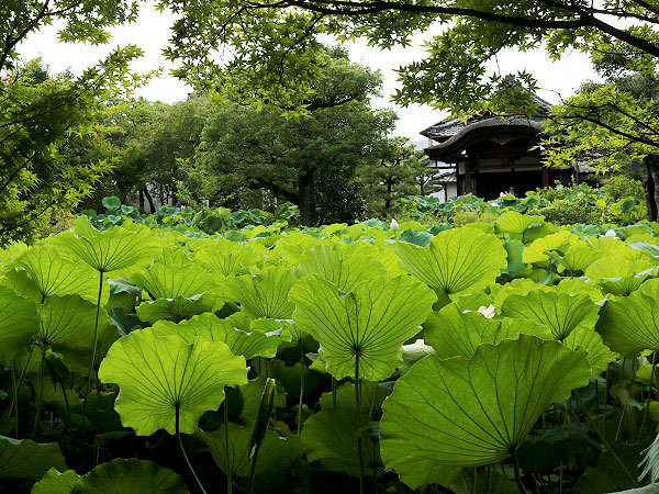 【法金剛院】次から次へと美仏さま！仏像ナビゲーターと、王朝寺院じっくり拝観～眉目秀麗六人衆、とにかく美しい十一面観音、平家物語・浄土の庭園まで～