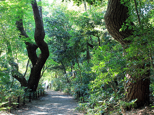 【目黒自然教育園】森の案内人といく圧倒的な大自然！巨木の楽園☆偏愛ツアー～東京の潜在植生が大集合！初夏の花咲く、都心に残された手つかずの森へ～