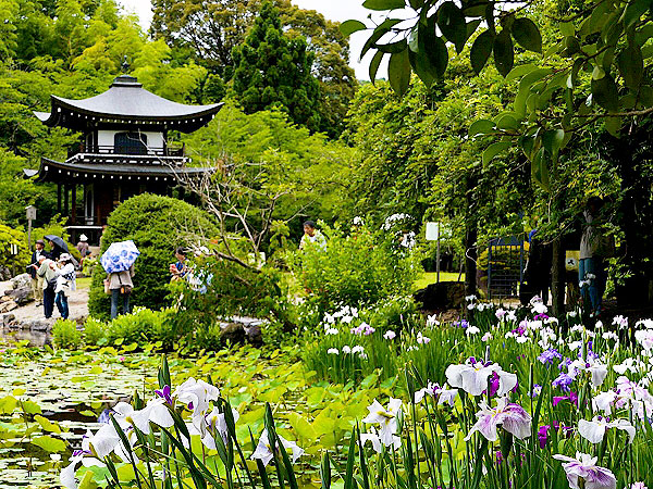 【小野】貴族たちの恋の里、小町伝説の随心院から花菖蒲咲く勧修寺まで～平安時代のシンデレラ物語、今も残る悲恋の榧の樹をたどって～