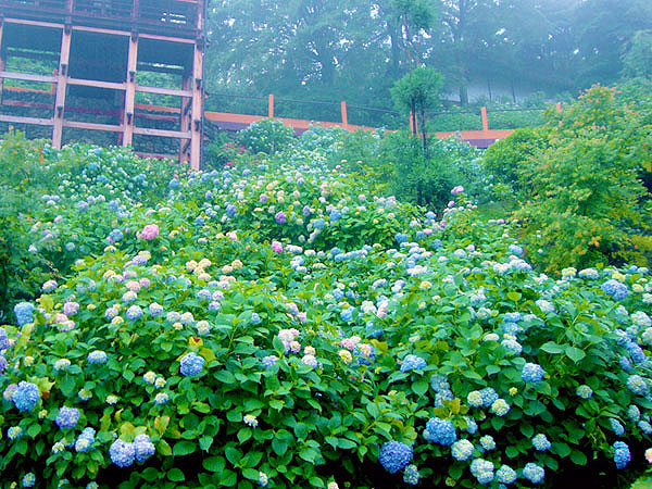 【善峯寺】紫陽花が埋め尽くす天空の山寺、ここでしか会えない絶景～山肌を染める花景色、京都を一望する観音霊場・善峯寺から三鈷寺へ～