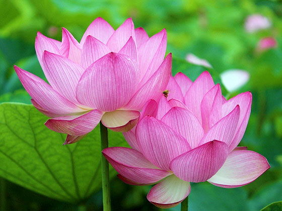 【法金剛院】朝にだけ咲く極楽の花、蓮が埋め尽くす王朝寺院・早朝拝観～平家物語・浄土の庭園、日本最古の滝石組、法金剛院から妙心寺まで～