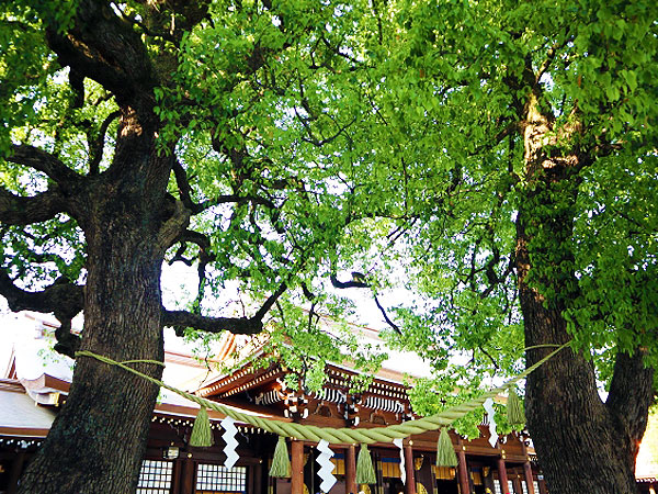 【明治神宮】森の案内人と初詣！明治神宮・永遠の杜をつくる巨大プロジェクト～100年前の夢「永久ニ荘厳神聖ナル林相」はどうなった！？甦る原始の森へ～