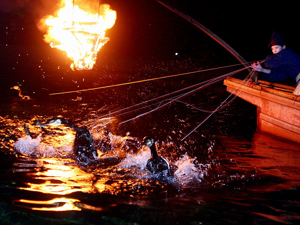 【宇治川鵜飼】屋形船を貸し切って食と鵜飼の舟遊び、女性鵜匠を訪ねて～かがり火が川面に揺れる幽玄の世界、オモテもウラもご案内～