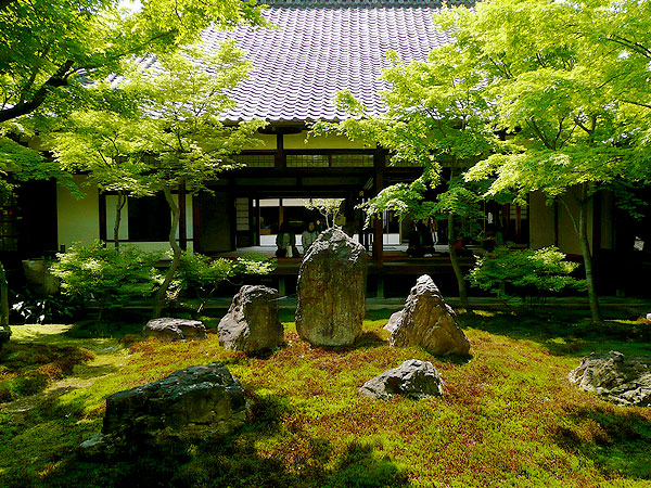 【建仁寺】庭師とマガキの森から建仁寺へ、まちなか植物ウォッチング～街中に残る平安貴公子の森！？幽玄な茶庭、石組が渦巻く枯山水まで～