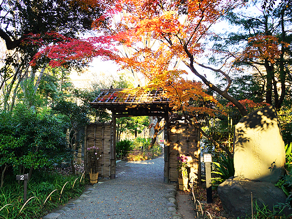 【向島】庭師といく江戸の下町・植物ウォッチング！秋色の園芸文化を訪ねて～水戸徳川家の池泉庭園、花街の路地裏ガーデン、江戸の花園・向島百花園まで～