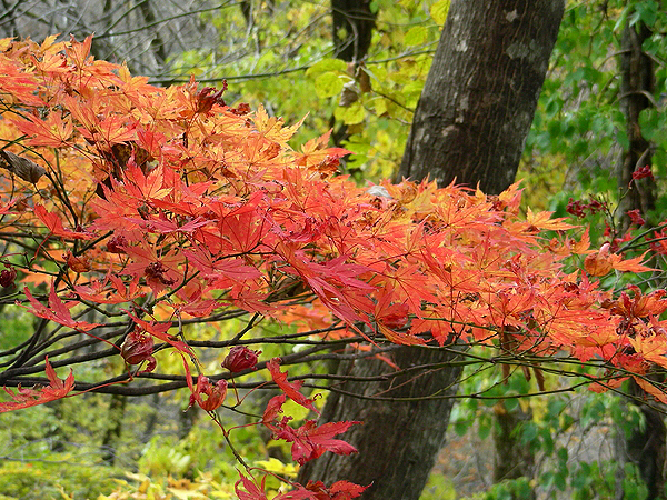 【国立自然教育園】森の案内人といく圧倒的な大自然！巨木の楽園☆偏愛ツアー～東京の潜在植生が大集合！秋色に染まる、都心に残された手つかずの森へ～