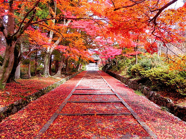 【毘沙門堂】紅葉の絨毯が敷き詰められた、美しすぎる山麓の古刹めぐり～満天星ツツジと紅葉が包む池泉庭園、動く襖絵、穴場の隠れ古寺まで～