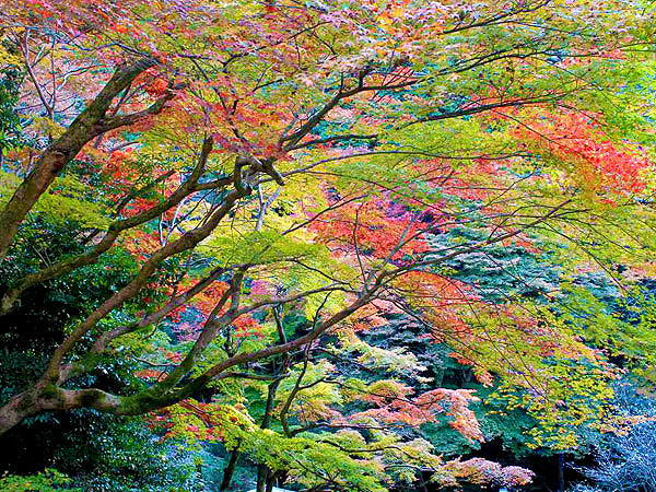 【日向大神宮】森の案内人が贈るマイベスト紅葉、渓谷を染める東山の秋彩～Let’s紅葉狩り！南禅寺から天岩戸まで、秘密のスポットへ抜ける小径～