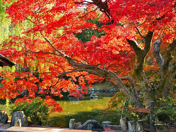 【紅葉ミステリー・東山編】紅葉を知り尽くした吉村と、その日一番の紅葉へ！～色づき・天気・人出から、ベスト紅葉をご案内～