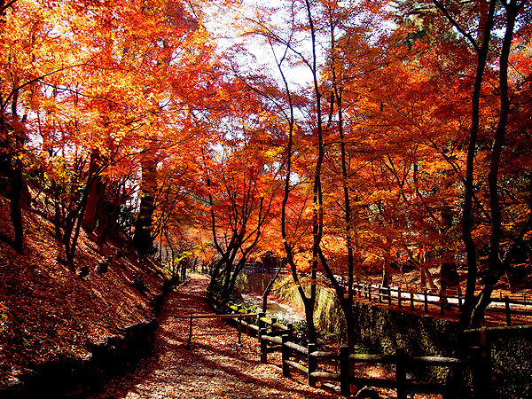 【紅葉ミステリー・嵐電編】紅葉を知り尽くした吉村と、その日一番の紅葉へ！～色づき・天気・人出から、ベスト紅葉をご案内～