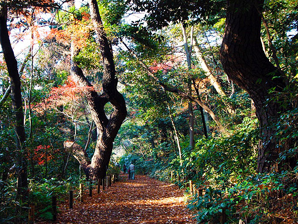 【目黒自然教育園】森の案内人といく圧倒的な大自然！巨木の楽園☆偏愛ツアー～東京の潜在植生が大集合！秋色に染まる、都心に残された手つかずの森へ～