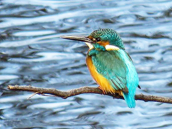 【宝ヶ池】野鳥の楽園ウォッチング！麗しき渡り鳥に会いにいこう～シベリアからの旅人たち、フィールドスコープで見る表情やしぐさ～