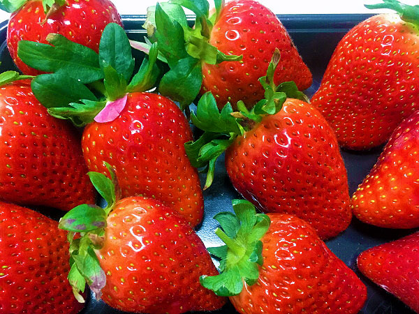 【大原野】西村シェフとLet’sいちご狩りパーティー☆大粒いちごを食べ放題 ～とれたて苺で、Myアシェットデセールづくり！苺畑で特製苺ティーまで～