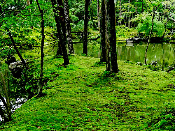 【まいまい大学・庭園Ⅱ】一から学ぶ日本庭園、美と思想が凝縮された深淵の世界に迫る～見方・法則・時代性、庭師と極上の名庭を見比べながら～