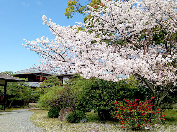 【桜ミステリー・五条編】桜を知り尽くした吉村と、その日一番の桜景色へ！～見ごろ・天気・人出から、ベスト桜をご案内～