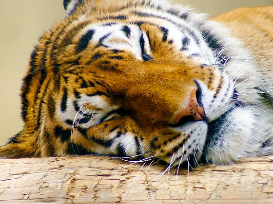 【動物園】庭師園長と大人の動物園探検ツアー☆動物＆植物をマニアックにご案内～子ゾウに興奮！ゴリラに感動！植物にまでこだわった、新生・京都市動物園へ～