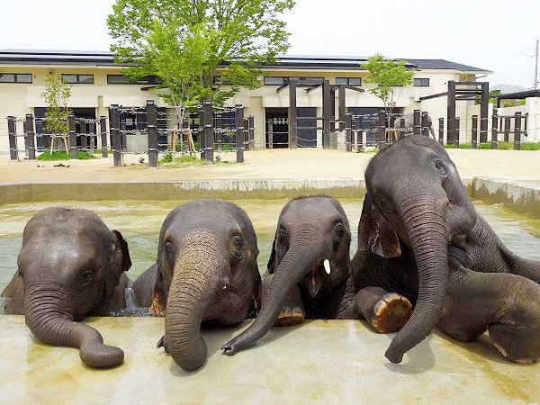 【動物園】大人の動物園探検ツアー☆バックヤード見学付き〜ゾウに興奮！ゴリラに感動！研究者と巡る京都市動物園～